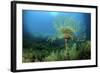 European Fan Worms (Sabella - Spirographis Spallanzani) Malta, Mediteranean, May 2009-Zankl-Framed Photographic Print