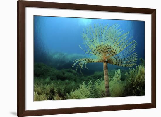 European Fan Worms (Sabella - Spirographis Spallanzani) Malta, Mediteranean, May 2009-Zankl-Framed Photographic Print