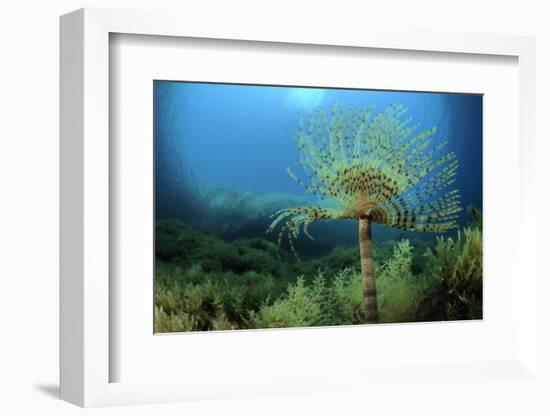 European Fan Worms (Sabella - Spirographis Spallanzani) Malta, Mediteranean, May 2009-Zankl-Framed Photographic Print