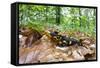 European - Fire Salamander (Salamandra Salamandra) on Fallen Leaves, Male Morske Oko, Slovakia-Wothe-Framed Stretched Canvas