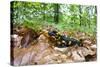 European - Fire Salamander (Salamandra Salamandra) on Fallen Leaves, Male Morske Oko, Slovakia-Wothe-Stretched Canvas