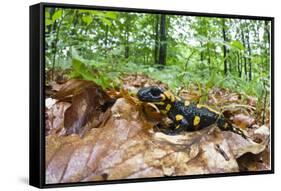 European - Fire Salamander (Salamandra Salamandra) on Fallen Leaves, Male Morske Oko, Slovakia-Wothe-Framed Stretched Canvas