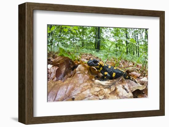 European - Fire Salamander (Salamandra Salamandra) on Fallen Leaves, Male Morske Oko, Slovakia-Wothe-Framed Photographic Print