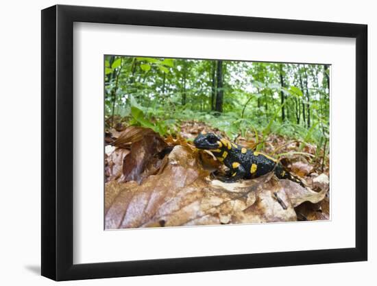 European - Fire Salamander (Salamandra Salamandra) on Fallen Leaves, Male Morske Oko, Slovakia-Wothe-Framed Photographic Print