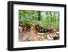 European - Fire Salamander (Salamandra Salamandra) on Fallen Leaves, Male Morske Oko, Slovakia-Wothe-Framed Photographic Print