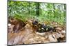 European - Fire Salamander (Salamandra Salamandra) on Fallen Leaves, Male Morske Oko, Slovakia-Wothe-Mounted Photographic Print