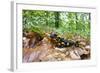 European - Fire Salamander (Salamandra Salamandra) on Fallen Leaves, Male Morske Oko, Slovakia-Wothe-Framed Photographic Print