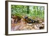 European - Fire Salamander (Salamandra Salamandra) on Fallen Leaves, Male Morske Oko, Slovakia-Wothe-Framed Photographic Print