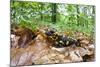 European - Fire Salamander (Salamandra Salamandra) on Fallen Leaves, Male Morske Oko, Slovakia-Wothe-Mounted Photographic Print