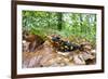 European - Fire Salamander (Salamandra Salamandra) on Fallen Leaves, Male Morske Oko, Slovakia-Wothe-Framed Photographic Print