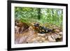 European - Fire Salamander (Salamandra Salamandra) on Fallen Leaves, Male Morske Oko, Slovakia-Wothe-Framed Photographic Print