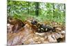 European - Fire Salamander (Salamandra Salamandra) on Fallen Leaves, Male Morske Oko, Slovakia-Wothe-Mounted Photographic Print