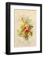 European Flowers Used in Making Perfumes-null-Framed Photographic Print