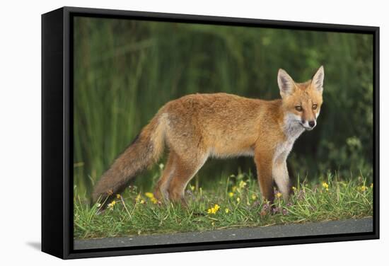 European Fox, Young Animal on Road at Dusk-null-Framed Stretched Canvas