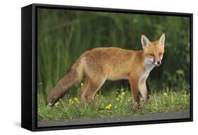 European Fox, Young Animal on Road at Dusk-null-Framed Stretched Canvas