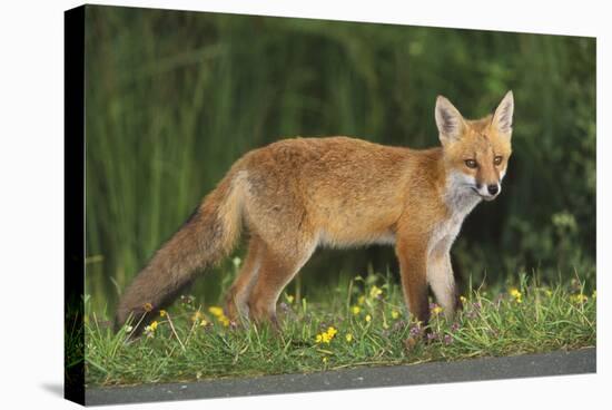 European Fox, Young Animal on Road at Dusk-null-Stretched Canvas