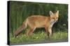 European Fox, Young Animal on Road at Dusk-null-Stretched Canvas