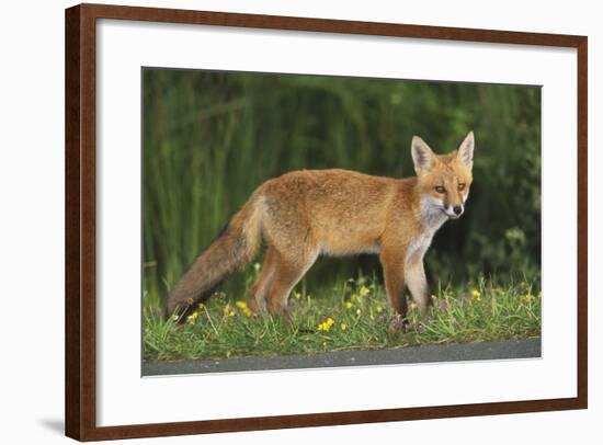 European Fox, Young Animal on Road at Dusk-null-Framed Photographic Print