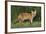 European Fox, Young Animal on Road at Dusk-null-Framed Photographic Print