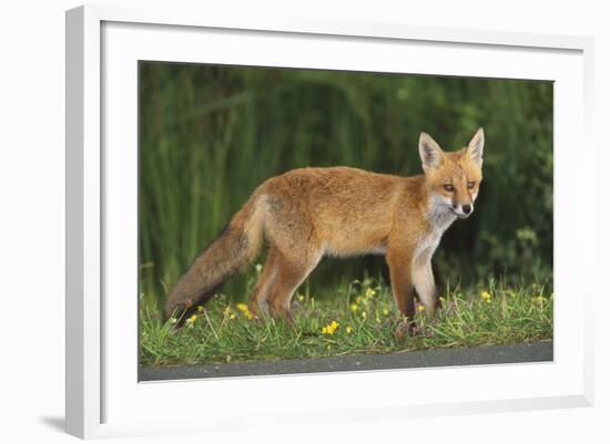 European Fox, Young Animal on Road at Dusk-null-Framed Photographic Print