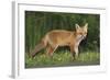 European Fox, Young Animal on Road at Dusk-null-Framed Photographic Print