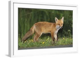 European Fox, Young Animal on Road at Dusk-null-Framed Photographic Print