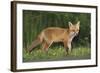 European Fox, Young Animal on Road at Dusk-null-Framed Photographic Print