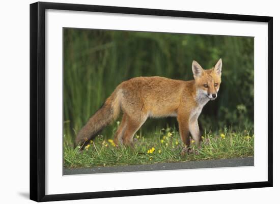 European Fox, Young Animal on Road at Dusk-null-Framed Photographic Print