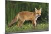 European Fox, Young Animal on Road at Dusk-null-Mounted Photographic Print