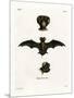 European Free-Tailed Bat-null-Mounted Premium Giclee Print