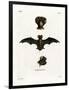 European Free-Tailed Bat-null-Framed Premium Giclee Print