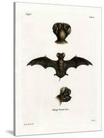 European Free-Tailed Bat-null-Stretched Canvas