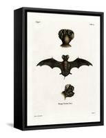 European Free-Tailed Bat-null-Framed Stretched Canvas