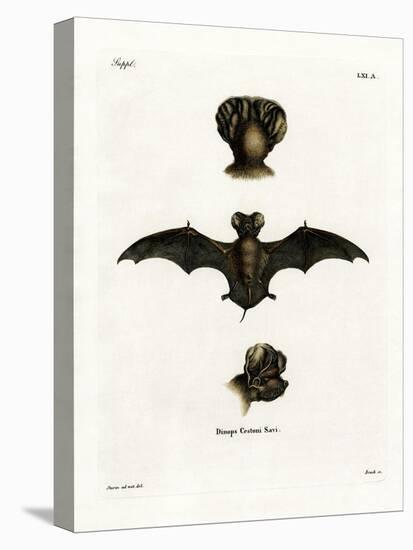 European Free-Tailed Bat-null-Stretched Canvas