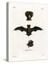 European Free-Tailed Bat-null-Stretched Canvas