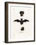 European Free-Tailed Bat-null-Framed Giclee Print