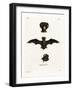 European Free-Tailed Bat-null-Framed Giclee Print