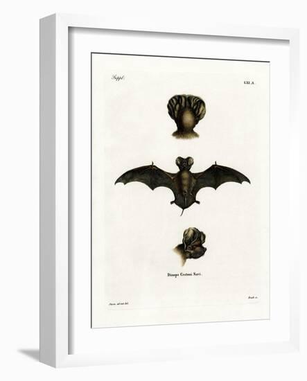 European Free-Tailed Bat-null-Framed Giclee Print