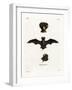 European Free-Tailed Bat-null-Framed Giclee Print