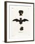 European Free-Tailed Bat-null-Framed Giclee Print