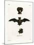 European Free-Tailed Bat-null-Mounted Giclee Print