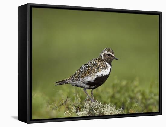 European Golden Plover (Pluvialis Apricaria), Lake Myvatn, Iceland, Polar Regions-James Hager-Framed Stretched Canvas