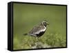 European Golden Plover (Pluvialis Apricaria), Lake Myvatn, Iceland, Polar Regions-James Hager-Framed Stretched Canvas