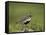 European Golden Plover (Pluvialis Apricaria), Lake Myvatn, Iceland, Polar Regions-James Hager-Framed Stretched Canvas