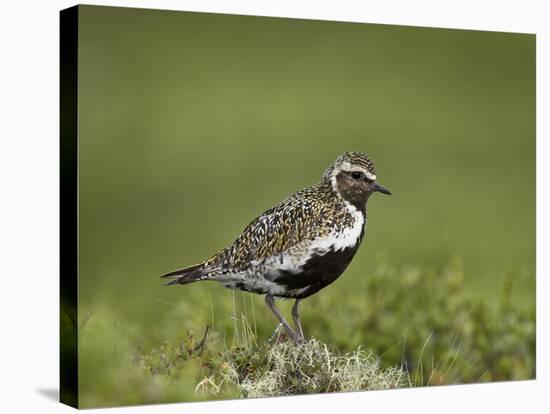 European Golden Plover (Pluvialis Apricaria), Lake Myvatn, Iceland, Polar Regions-James Hager-Stretched Canvas