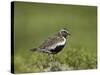 European Golden Plover (Pluvialis Apricaria), Lake Myvatn, Iceland, Polar Regions-James Hager-Stretched Canvas