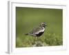 European Golden Plover (Pluvialis Apricaria), Lake Myvatn, Iceland, Polar Regions-James Hager-Framed Photographic Print