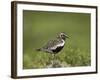 European Golden Plover (Pluvialis Apricaria), Lake Myvatn, Iceland, Polar Regions-James Hager-Framed Photographic Print