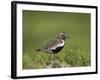 European Golden Plover (Pluvialis Apricaria), Lake Myvatn, Iceland, Polar Regions-James Hager-Framed Photographic Print