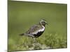 European Golden Plover (Pluvialis Apricaria), Lake Myvatn, Iceland, Polar Regions-James Hager-Mounted Photographic Print